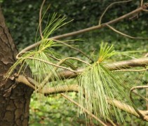 Pinus Wallichiana