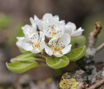 Pyrus communis 'Conference'