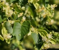 Tilia cordata 'Böhlje' - Winterlinde 'Böhlje' - 2