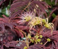 Albizia julibrissin 'Summer Chocolate' - Perzische slaapboom 'Summer Chocolate' - 1