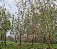 Salix sepulcralis 'Chrysocoma' - Treurwilg - 2