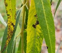 Salix sepulcralis 'Chrysocoma' - Treurwilg - 3