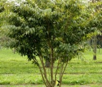 carpinus japonica, japanse haagbeuk