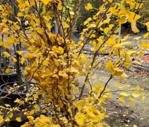 Ginkgo Biloba 'Eiffel'