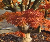 Acer palmatum 'Shishigashira' - Japanse Esdoorn 'Shishigashira' - 3