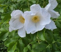 Rosa rugosa 'Alba' - Bottelroos - 1