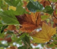 Platanus hispanica - Plataan - 4