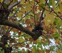 Platanus hispanica - Plataan - 5