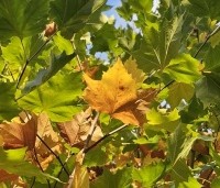 Platanus hispanica - Plataan - 6
