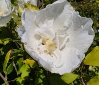 Hibiscus syriacus 'White Chiffon' - Opgaande Hibiscus met witte bloei - 1