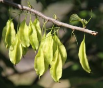 Halesia