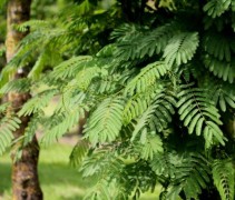 Het groene blad van de Perzische Slaapboom opent en sluit zich en geeft een magisch tintje aan uw tuin