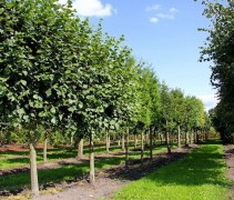 Tilia leibomen op de kwekerij van Ten Hoven Bomen in Apeldoorn