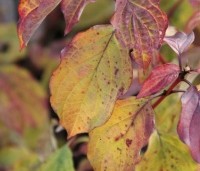 Cornus sanguinea 'Midwinter Fire' - Kornoelje 'Midwinter Fire' - 3