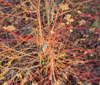 Cornus sanguinea 'Midwinter Fire' - Kornoelje 'Midwinter Fire' - 2