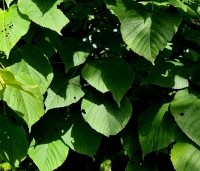 Tilia platyphyllos - Zomerlinde - 4