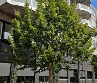 Tilia platyphyllos - Zomerlinde - 3