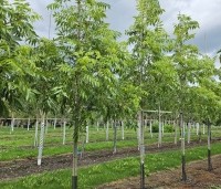 Carya illinoinensis 'Wichita' - Pecannoot Wichita - 1