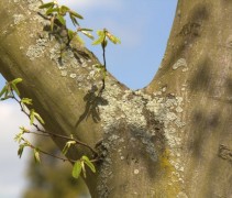 Carpinus betulus, stam