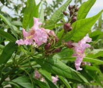 chitalpa pink dawn bloem