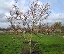 Magnolia 'Royal Crown', meerstammige boom in bloei