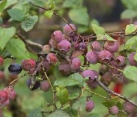 Vaccinium corymbosum - Amerikaanse Bosbes - 2