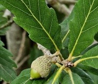Quercus x turneri 'Pseudoturneri' - Semi- wintergroene eik 'Pseudoturneri' - 3