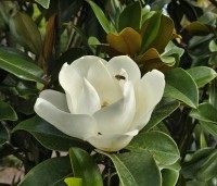 Magnolia grandiflora 'Goliath' - Magnolia grandiflora 'Goliath' - 3