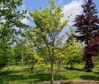 Cornus florida 'Rainbow' - bontbladige cornus - 5