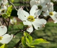 Cornus florida 'Rainbow' - bontbladige cornus - 6