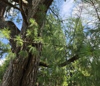Pinus wallichiana - Tranenden - 5
