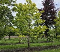Cornus florida 'Rainbow' - bontbladige cornus - 2