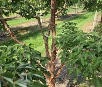 Acer griseum - Papieresdoorn - 1