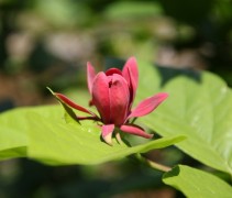 bloem Calycanthus floridus
