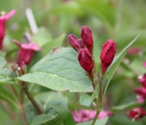 Weigela Bristol Ruby