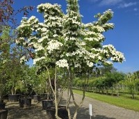 cornus kousa var chinensis - cornus kousa var chinensis - 2