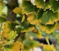 Ginkgo biloba fastigiata 'Blagon' - Japanse Notenboom 'Blagon' - 1