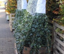 hedera hibernica