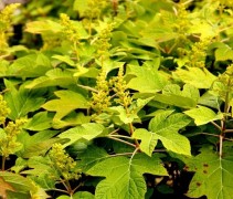 Hydrangea quercifolia zomerblad en beginnende bloei