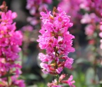 Bloeiende Kattenstaarten verrijken het natuurlijke effect van uw tuin