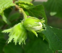 Corylus Wunder aus Bolweiler