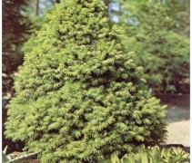 Picea glauca conica