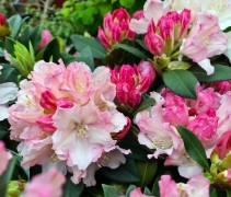 Rhododendron Yak. 'Dreamland'
