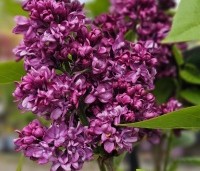 Syringa vulgaris 'Charles Joly' - Gewone syring - 3