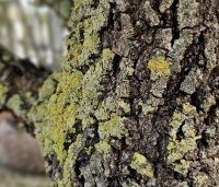 Quercus pubescens - Donzige eik - 6