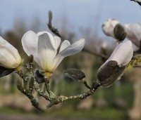 Magnolia loebneri 'Merrill' - Beverboom - 1