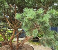 Pinus sylvestris 'Watereri' - Dwerg grove den 'Watereri' - 3