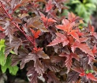 Physocarpus opulifolius 'Little Angel' - Blaasspiraea 'Little Angel' - vakbeplanting  - 2