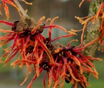 Hamamelis x intermedia 'Feuerzauber'