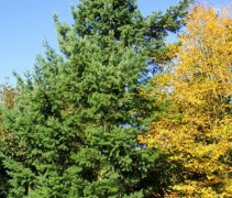 Pseudotsuga menziesii